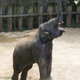 Illustration for article titled Scientists have recorded the first experimental evidence that elephants experience "eureka!" moments